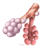 Alveoli of lungs