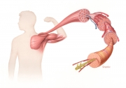 Structure of human skeletal muscle