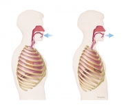 Thorax inhale and exhale movements