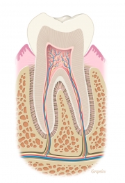 Tooth anatomy
