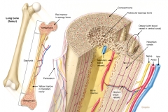 Bone Structural Anatomy Bone Structural Anatomy