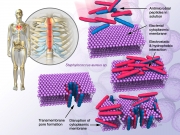 Antimicrobial peptides solution MOA