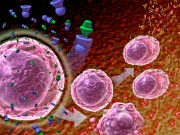 Benlysta normalizes cell behaior