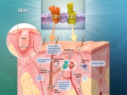 Cannabinoid receptors CB1 & CB2 - Expression and Activation in Skin