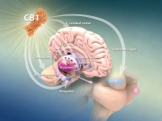 Cannabinoid receptor CB1 expression in the brain