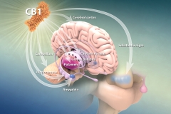 Cannabinoid receptor CB1 expression in the brain