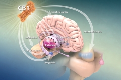 Cannabinoid receptor CB1 expression in the brain Cannabinoid receptor CB1 expression in the brain