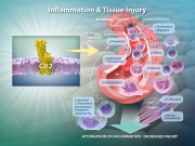 Role of cannabinoid receptor CB2 in Inflammation and Tissue Injury