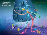 Cannabinoid signaling at the synapse via CB1