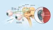 Pupillary light reflex