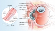Use of retro-palpebral tear space with contact lens